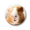 Merchandise for Fans Guinea Pig Fridge Magnets Set of 6