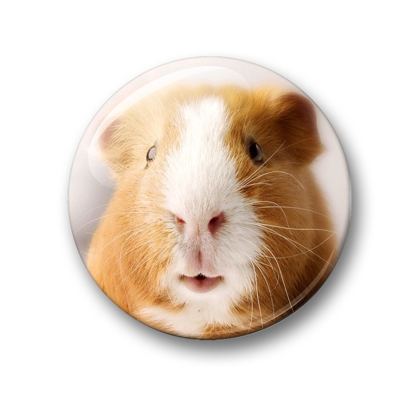 Merchandise for Fans Guinea Pig Fridge Magnets Set of 6