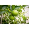 CZ Grain Dwarf Lime Bonsai Tree Seeds For Planting -