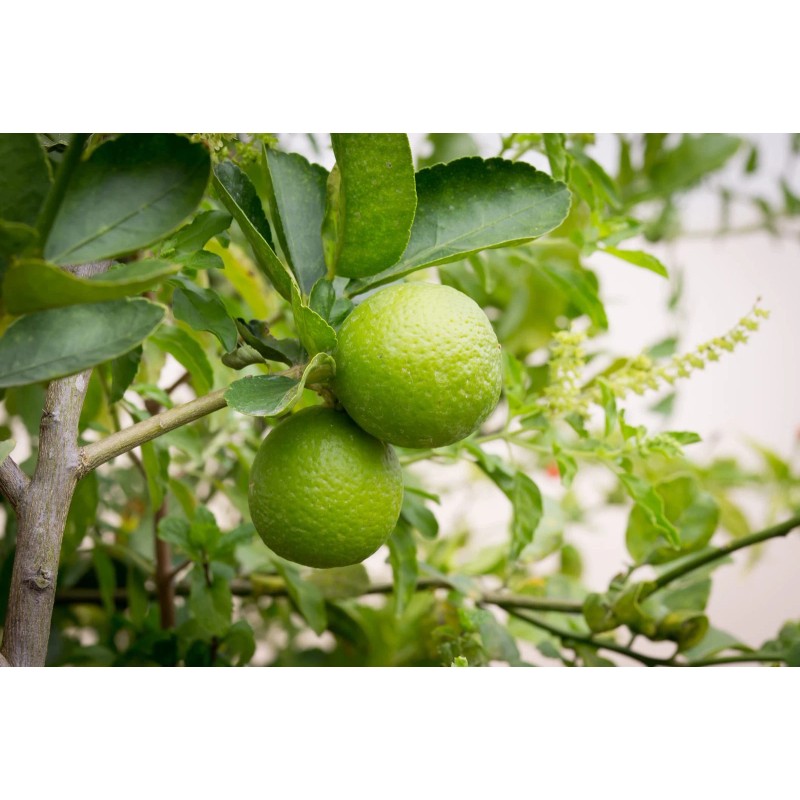 CZ Grain Dwarf Lime Bonsai Tree Seeds For Planting -