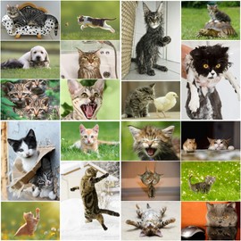 Funny Cats: Set of 20 Postcards with Funny, Cute, Evil and Funny Cats (20 Different Designs) for Collectors and Postcrossing EDITION COLIBRI