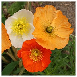 Everwilde Farms - 1/4 Lb Iceland Poppy Native Wildflower Seeds - Gold Vault