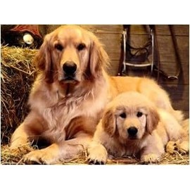 Syntego DIY Paint by Numbers for Adults, Golden Retriever & Puppy Canvas Oil Acrylic Painting Kit Approx 50 x 40cm(16" x 20")