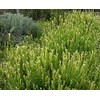 Palm Beach Medicinal Herbs - Yellow Lavender (Lavandula Viridis) -