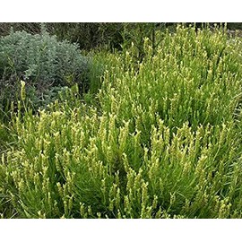 Palm Beach Medicinal Herbs - Yellow Lavender (Lavandula Viridis) - Packet of 10 Seeds