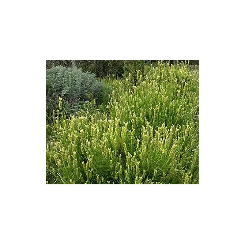 Palm Beach Medicinal Herbs - Yellow Lavender (Lavandula Viridis) -