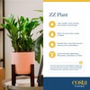 Costa Farms ZZ Live Indoor Tabletop Plant in 6-Inch Grower