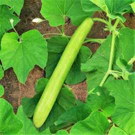 TomorrowSeeds - Big Green Sausage Bottle Gourd Seeds - 30+ Count Packet - Lagenaria UPO Opo Snake Melon Long Calabash Dudhi Lauki USA