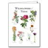 Earth Sky + Water - Wildflowers of Texas - 5_