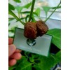 Carolina REAPER Chocolate Fire Pepper Seeds Super Hot 2.2+ Million