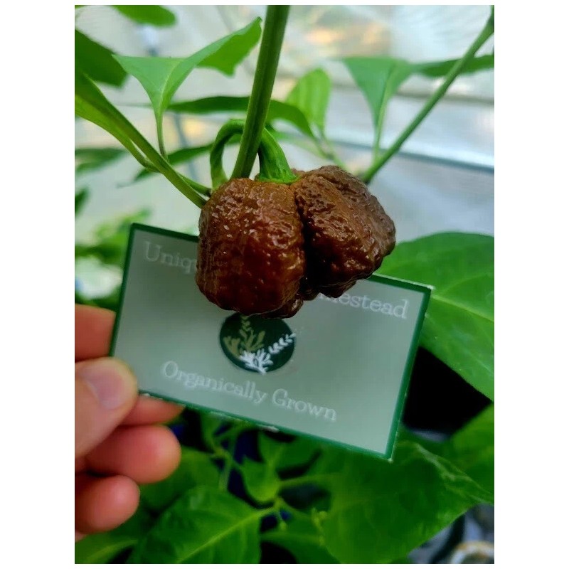Carolina REAPER Chocolate Fire Pepper Seeds Super Hot 2.2+ Million