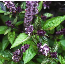 Cinnamon Basil Seeds for Planting Heirloom Non GMO Packets 750 Seeds – Plant & Grow Cinnamon Basil Indoor Hydroponics or Outdoor Gardening, Great Gardening Gift – 5 Packets, Purple