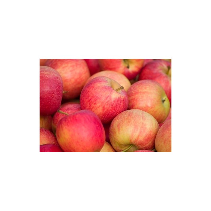 100 Pcs Apple Seeds for Planting, Heirloom, Non GMO