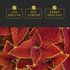 Charm goods Coleus Forskohlii Forskolin Extract Powder 100% 2 cans