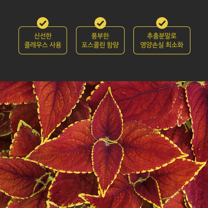 Charm goods Coleus Forskohlii Forskolin Extract Powder 100% 2 cans