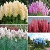 Qevjekr 1000+ Mix Pampas Grass Seeds for Planting Cortaderia Selloana
