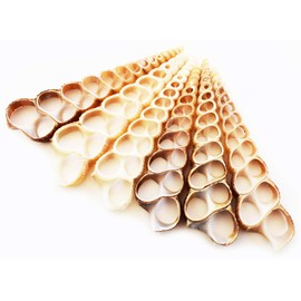 50 Center Cut Turretella Shells Crafts 2-3" Beach Nautical Seashells Ocean Crafts Turritella/Screw Shells