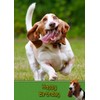 Basset Hound Birthday Card