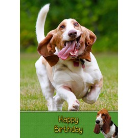 Basset Hound Birthday Card