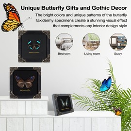 Butterfly Framed Decoration Handmade Taxidermy Butterfly Shadow Box Collection Framed Butterfly Taxidermy for Gothic Home Decor