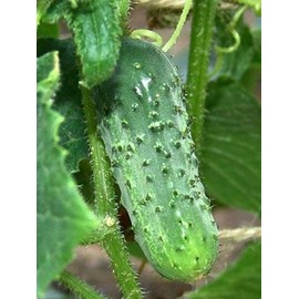 Generic 100 Boston Pickling Cucumber Seeds for Planting 3 Grams of Seeds Heirloom Non GMO USA Harvested Survival Garden