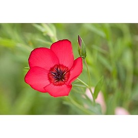 Flax Scarlet Nice Garden Flower by Seed Kingdom BULK 1 Lb Seeds