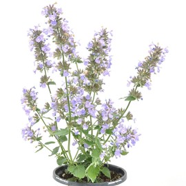 Nepeta faassenii 'Cat's Meow', Catmint, Flowering Plant, pollinator Magnet with Blue-Lavender Blooms and Refined Growth, ContainerSize: 4.5"