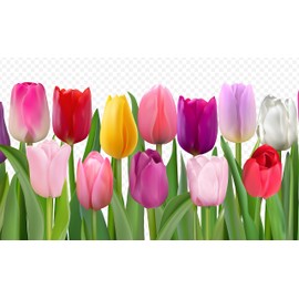 Mixed Color Tulip Bulbs for Planting - Ships from Iowa, USA (10 Bulbs)