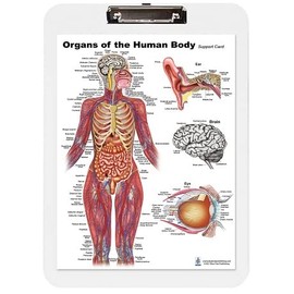 Blue tree publishing, Organ of the human body (A4 chart & insert clipboard)