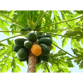 Carica Papaya, Caribbean Papaya, Lechosa 100 Seeds