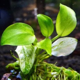 Mainam 2 Different Anubias Nana Java Fern Tropical Freshwater Live Aquarium Plant Decorations 3 Days BUY2GET1FREE