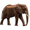 African Elephant Wall Sticker Decal Safari Elephant Wall Cling Decor