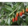 Goji Berry Cuttings With Pot Live Goji Berry Plant With