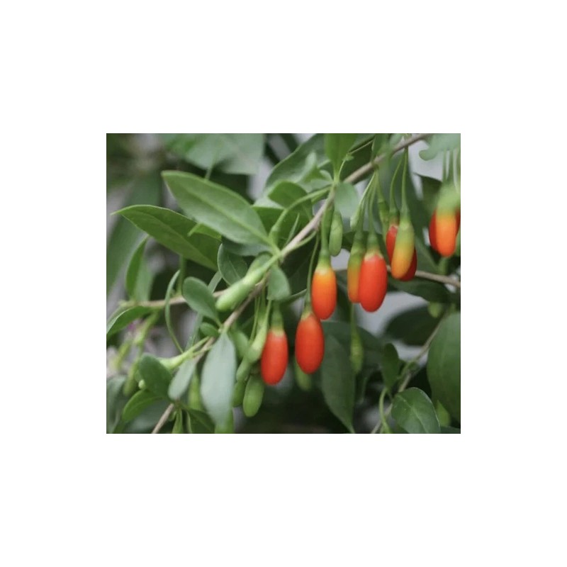 Goji Berry Cuttings With Pot Live Goji Berry Plant With