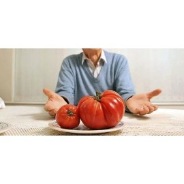 BEHEMOTH GIANT TOMATO * LARGEST FRUIT * HEAVY YIELDING PLANTS *