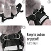 Arnés con correa para Perro Chico o Gato, diseño cómodo