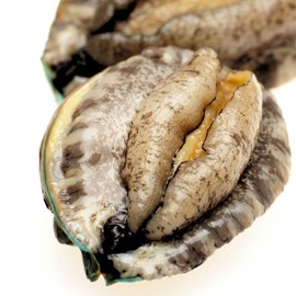 Live Abalone, Large Size, 17.6 oz (500 g) (90 - 100 g/Piece, 5 to 6 Pieces)] Lively Abalone, Super Fresh Gourmet, Ezo Abalone, Sashimi, with Shells, Fresh Barbecue, With Shell