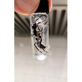 REAL DEAL Bullet Ant!            ( Paraponera Clavata)   WET SPECIMEN