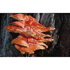 Mushroom Man LLC, 100 Plugs - Chicken of The Woods Mushroom Mycelium Plug Spawn (Laetiporus sulphureus) Hardwood