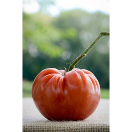 Marianna's Peace Heirloom Tomato Premium Seed Packet + More