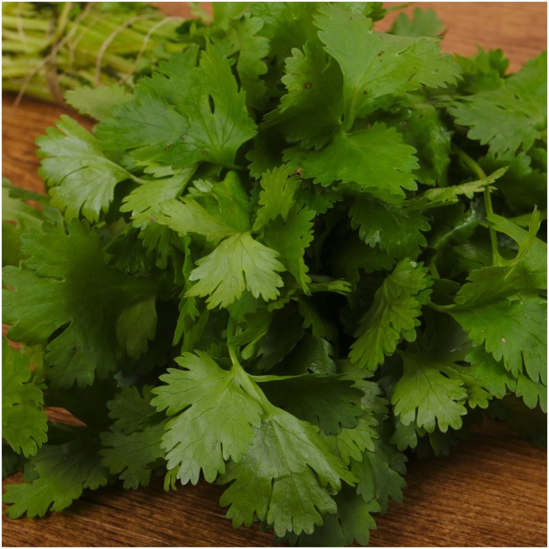 Seed Needs, Cilantro Culinary Herb Seeds for Planting (Coriandrum sativum)