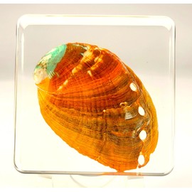2.9" Real Abalone Shell in Crystal Clear Lucite Resin Paperweight Specimen Preserved Sparkling Marine Sea Aimal Taxidermy Crafts Collection for Biology Science Education Desk Ornament Display Supplies