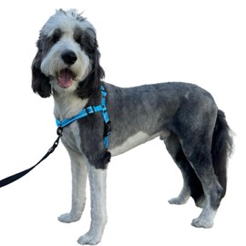ShawnCo Dream Walk Pro Dog Harness- No-Pull, Comfortable, Adjustable, Easy to Use Pet Halter to Help Stop Pulling for Small, Medium and Large Dogs (Oceanic Blue, Large)
