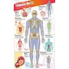 DKfindout! Human Body Poster