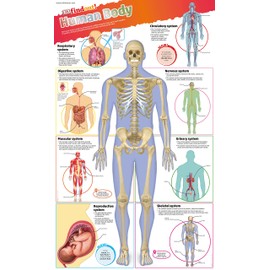 DKfindout! Human Body Poster