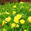 Little Seed Store 201+Dwarf MISSOURI EVENING PRIMROSE Flower Seeds Drought