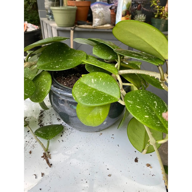 Premium Potting Mix for Hoya Plants by Gardenera - Promote