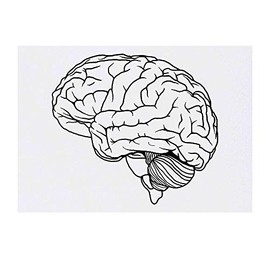 Azeeda 'Gehirn' Temporäres Tattoo - Hautfreundlicher & Ungiftiger Abziehbild · Wasserfest (TO00040014)