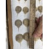 Horseshoe Crab Shells Molts - 5 Piece Lot - $25