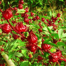 50 Pcs Red Roselle Seeds, Hibiscus sabdariffa Seeds, Jamaican Sorrel Seeds, Florida Cranberry Seeds, Indian Roselle Seeds